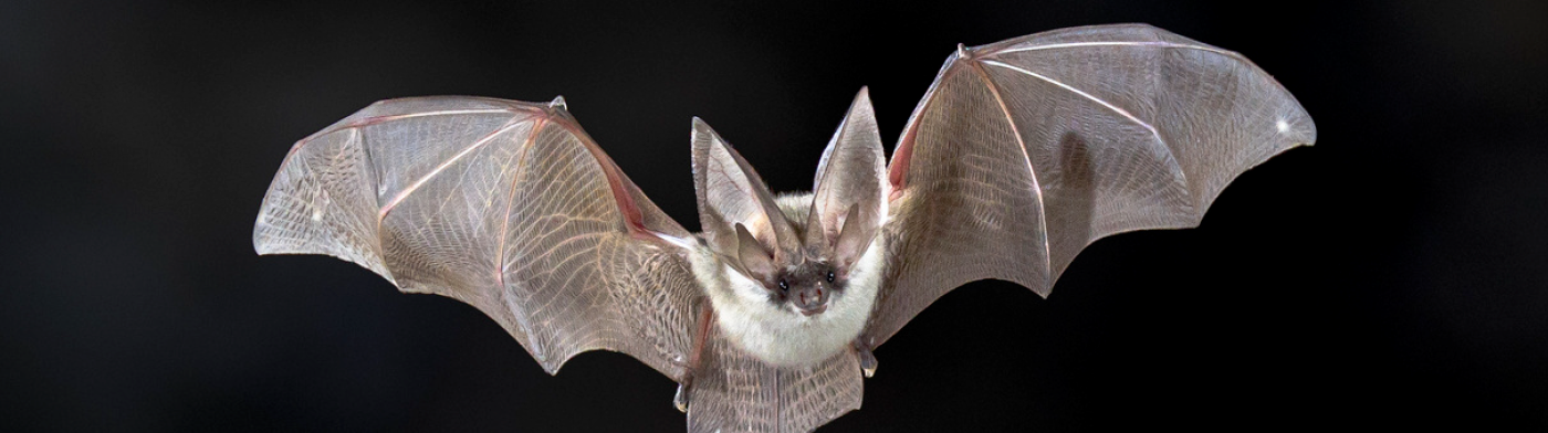 Chauve souris