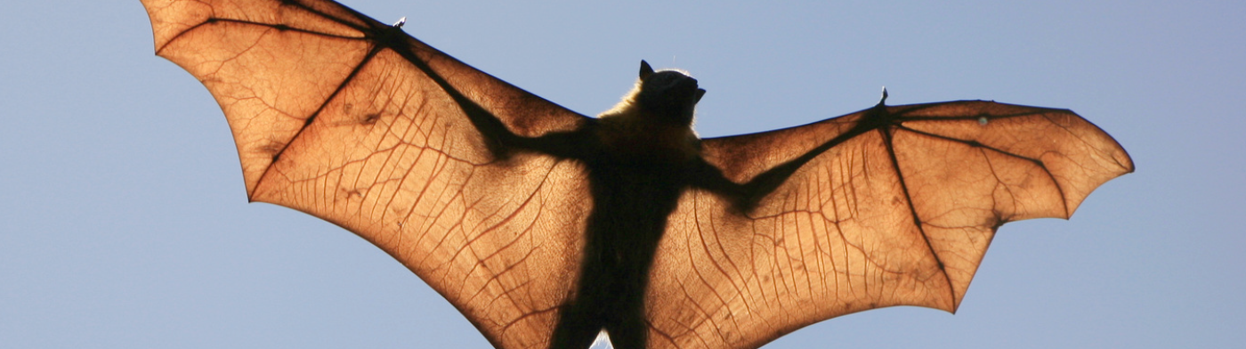 Chauve souris 2