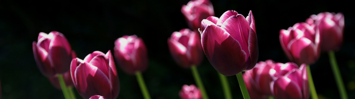 foire aux plantes dautomne 2